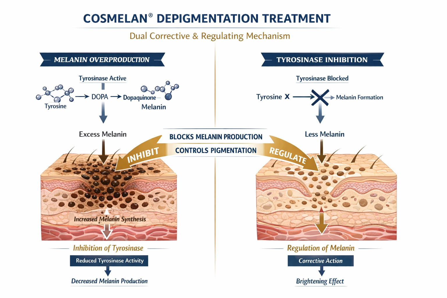 Detailed () clinical infographic-style image showing a split-face diagram of skin cross-section illustrating melanin